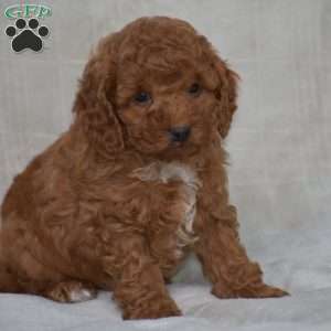 Kyle, Miniature Poodle Puppy